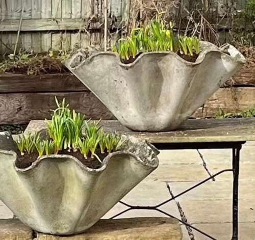 Sculptural 'Organic' Planters by Willy Guhl (1950s)